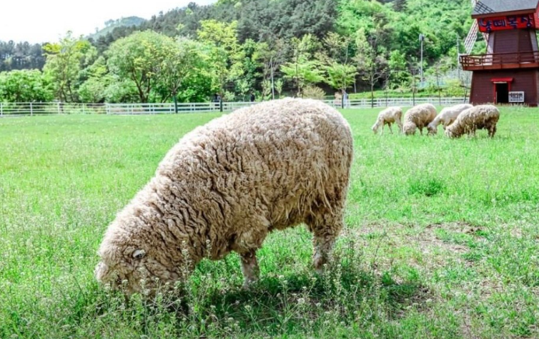 양평 양떼목장