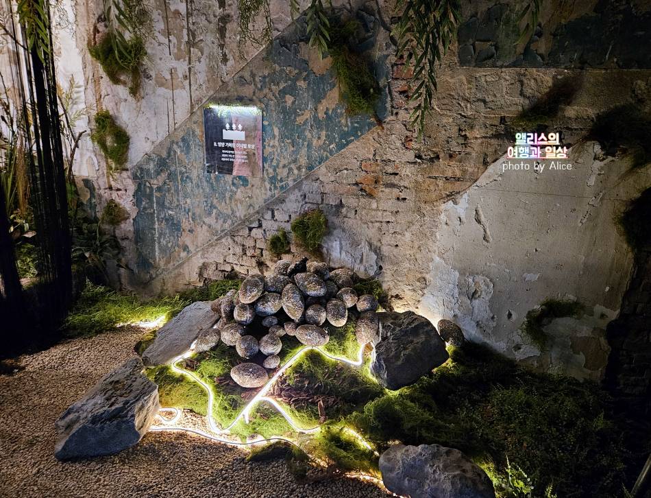 명동 미샤 팝업 스토어 후기 무료 앰플 3종 강화섬 개똥쑥 팝업스토어