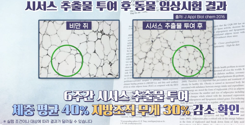 시서스 효능