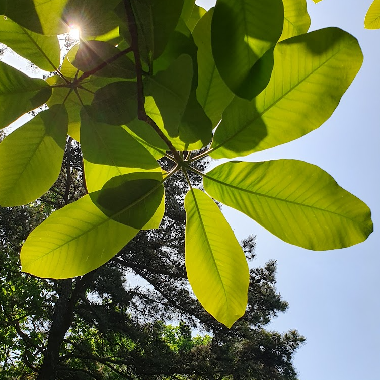 맨발 걷기로 좋아지는 질환
