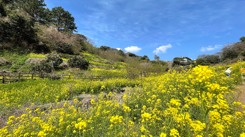 중문 미라지 올라가는 길6