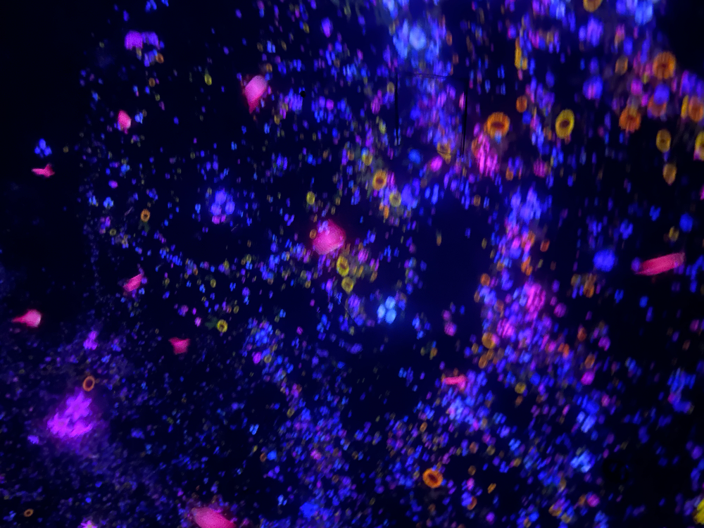 일본 도쿄 팀랩플래닛 관람-떨어지는 꽃들의 우주에 떠다니며