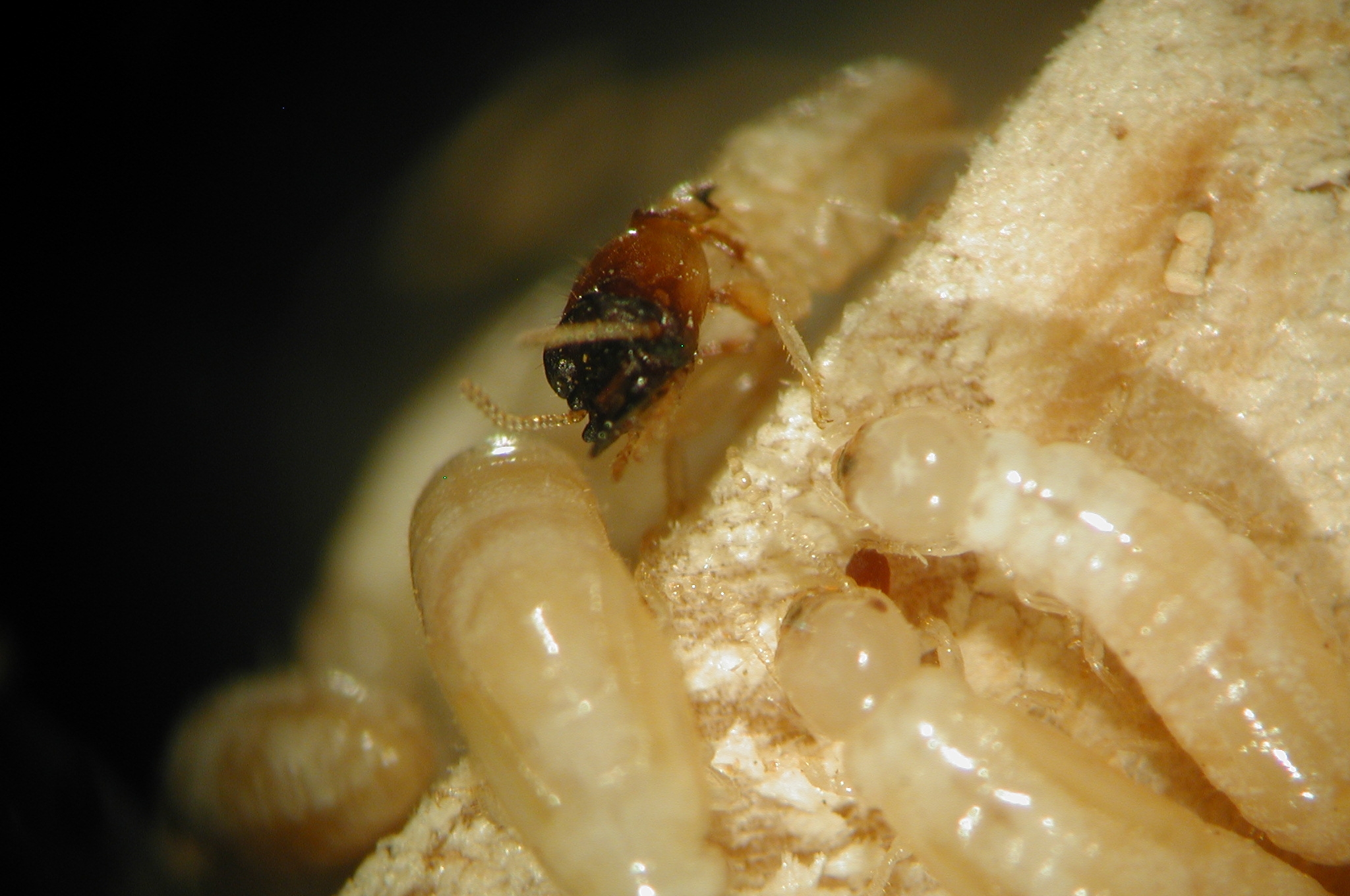 목조를-주식으로하여-피해를-끼친다.