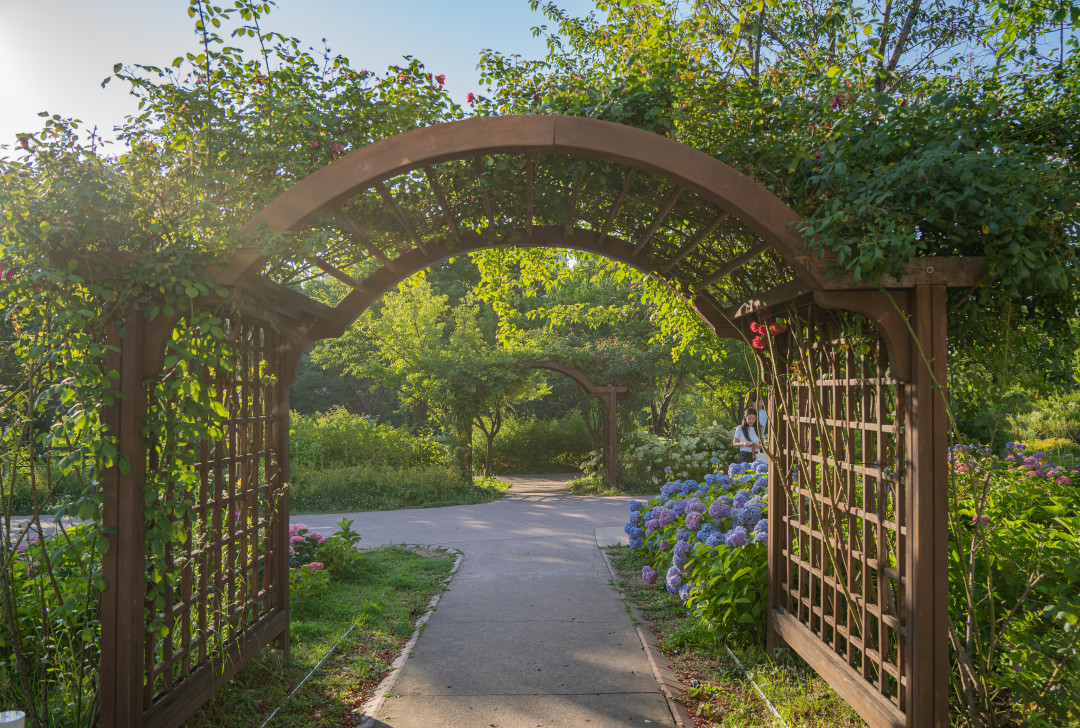 신동수변공원 장미터널