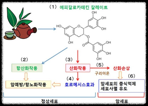 폴리페놀