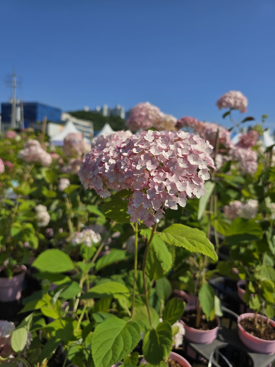 수국,장미,등등 예쁜꽃종류도 많아요
