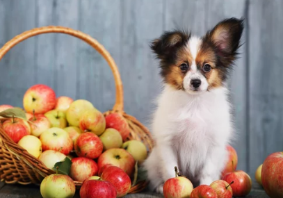 사과와 강아지 사진/출처:어도비스톡