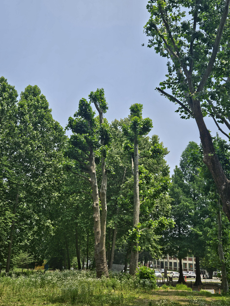 양버즘나무 수형2