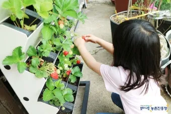 딸기 키우기 물주기 수경재배 비료관리 햇빛배치 실내 재배 팁_7