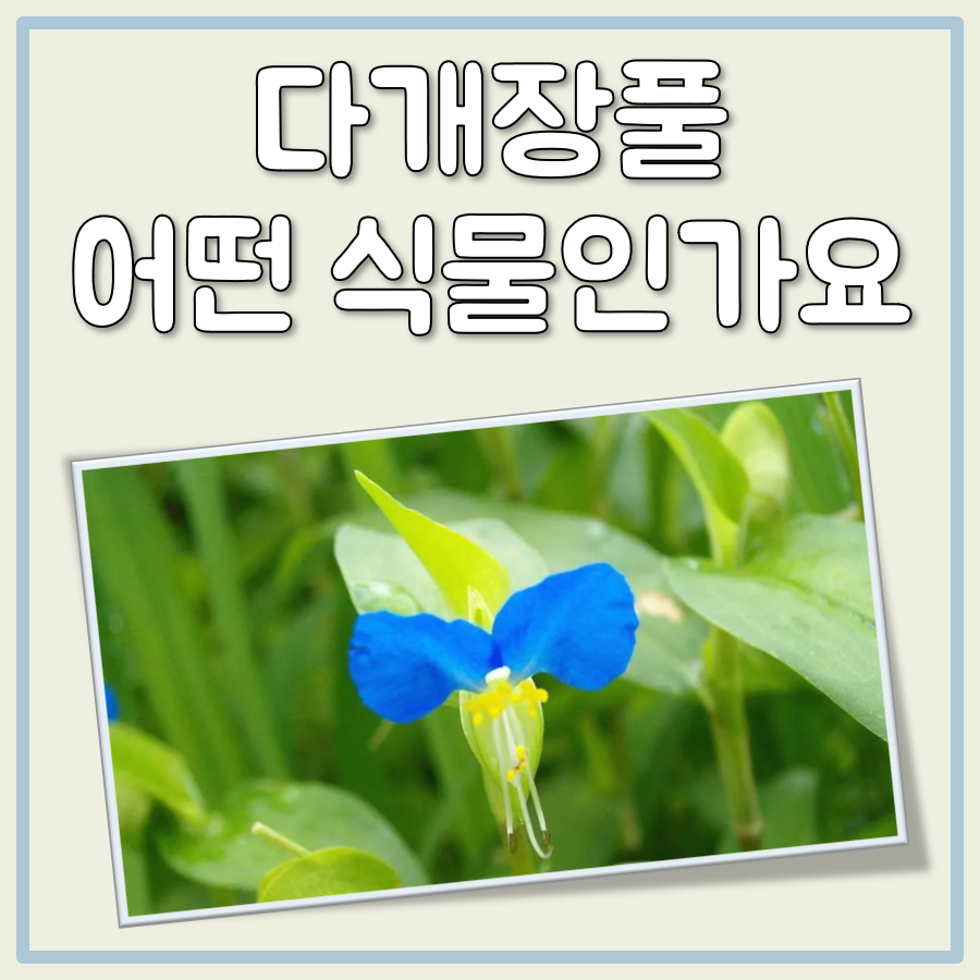 다개장풀 대표 이미지