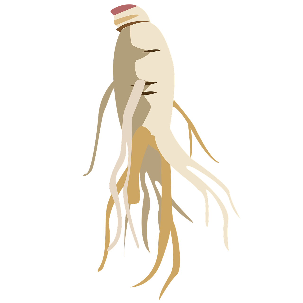 금산 세계 인삼축제 일정 입장료 백종원 메뉴