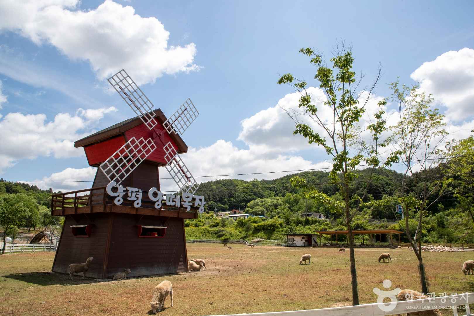 양평양떼목장
