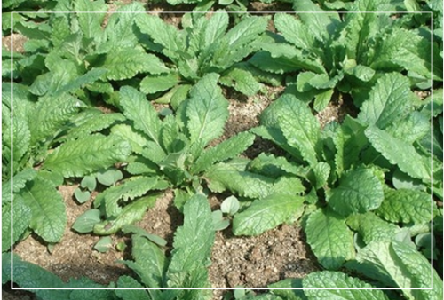 곰보배추 시럽 만들기와 활용법