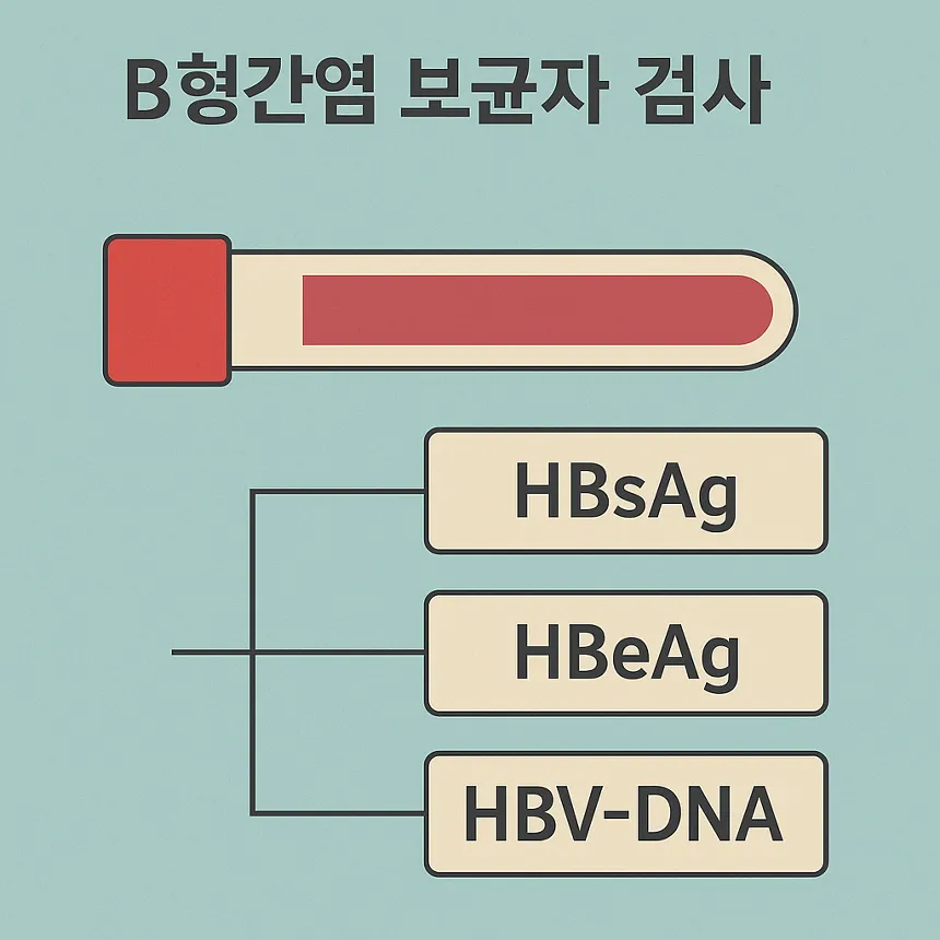 B형간염 보균자 검사