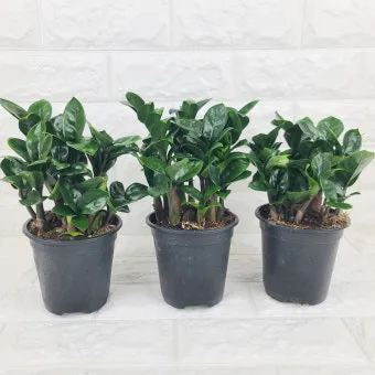 보석금전수 물주기 키우기 잎꽂이 꽃 노란잎 관리 재물운_20