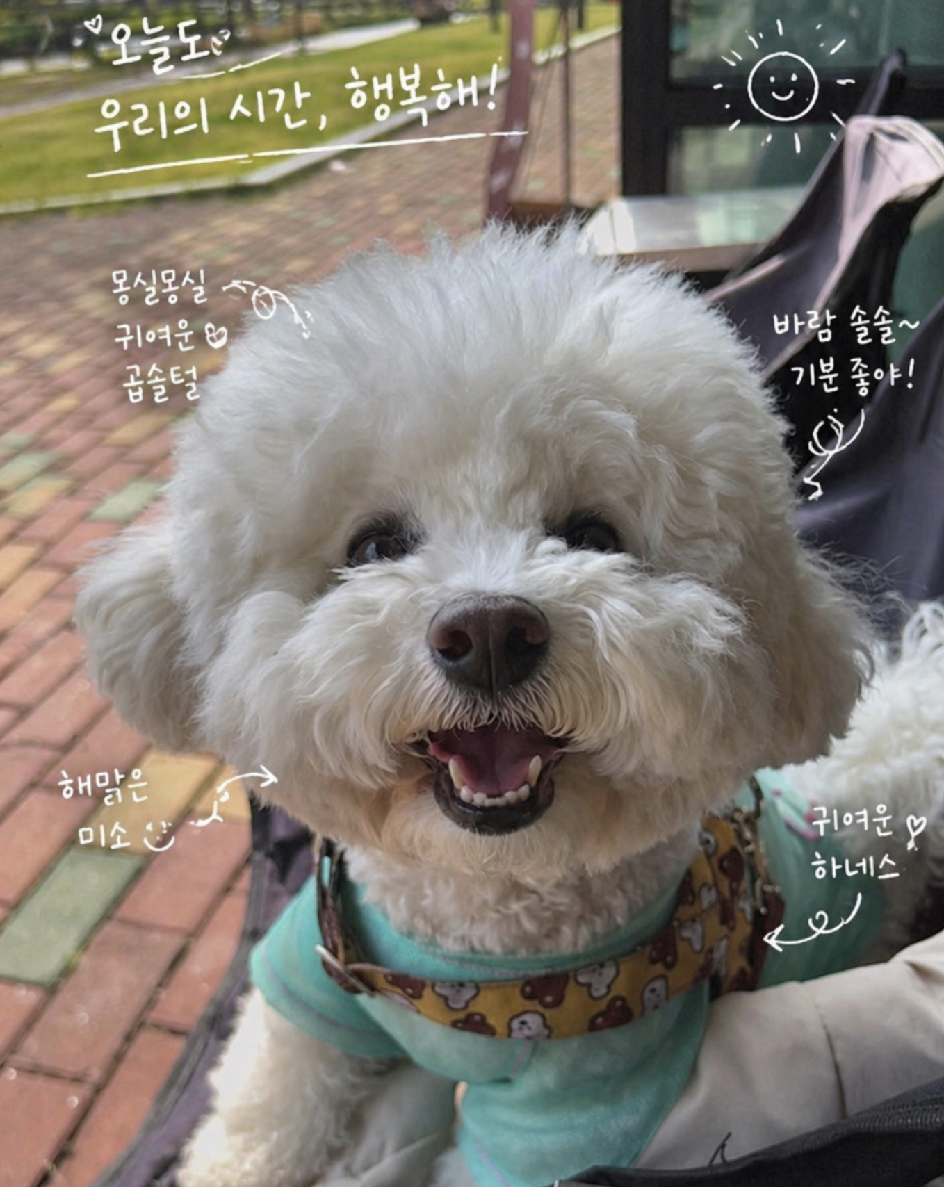 암 재발 후 우울감과 마음관리｜가족의 위로와 반려견이 준 정서적 힘