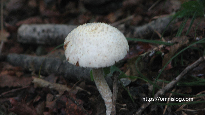 버섯 24