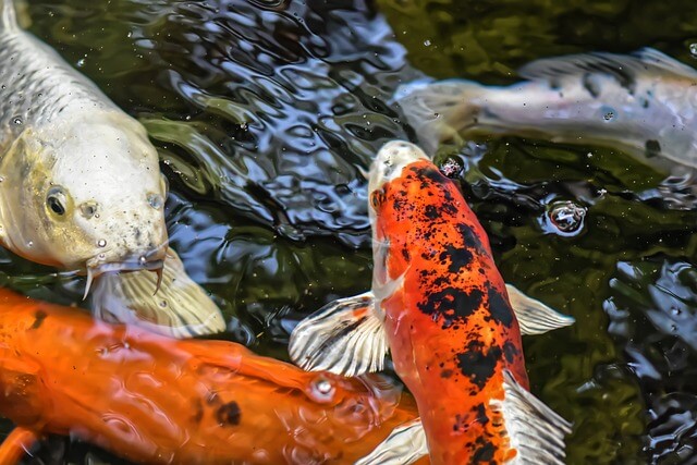 잉어 꿈,잉어 꿈해몽,잉어를 잡는 꿈,잉어를 보는 꿈해몽 길몽?