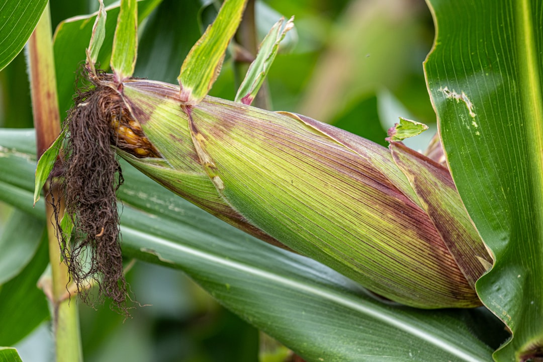 Agricultural management entity