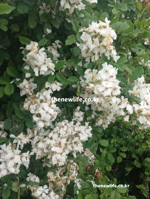 찔레꽃 효능 요리
