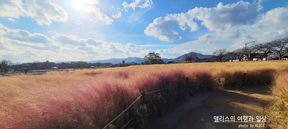 경주 한복입고 사진찍기 좋은 예쁜 장소 BEST 10 핑크뮬리 군락지