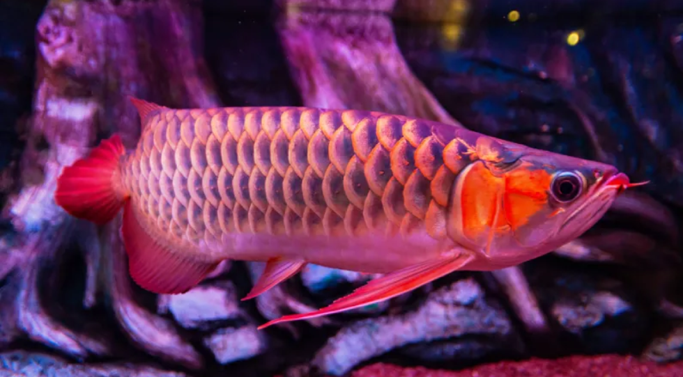 Arowana