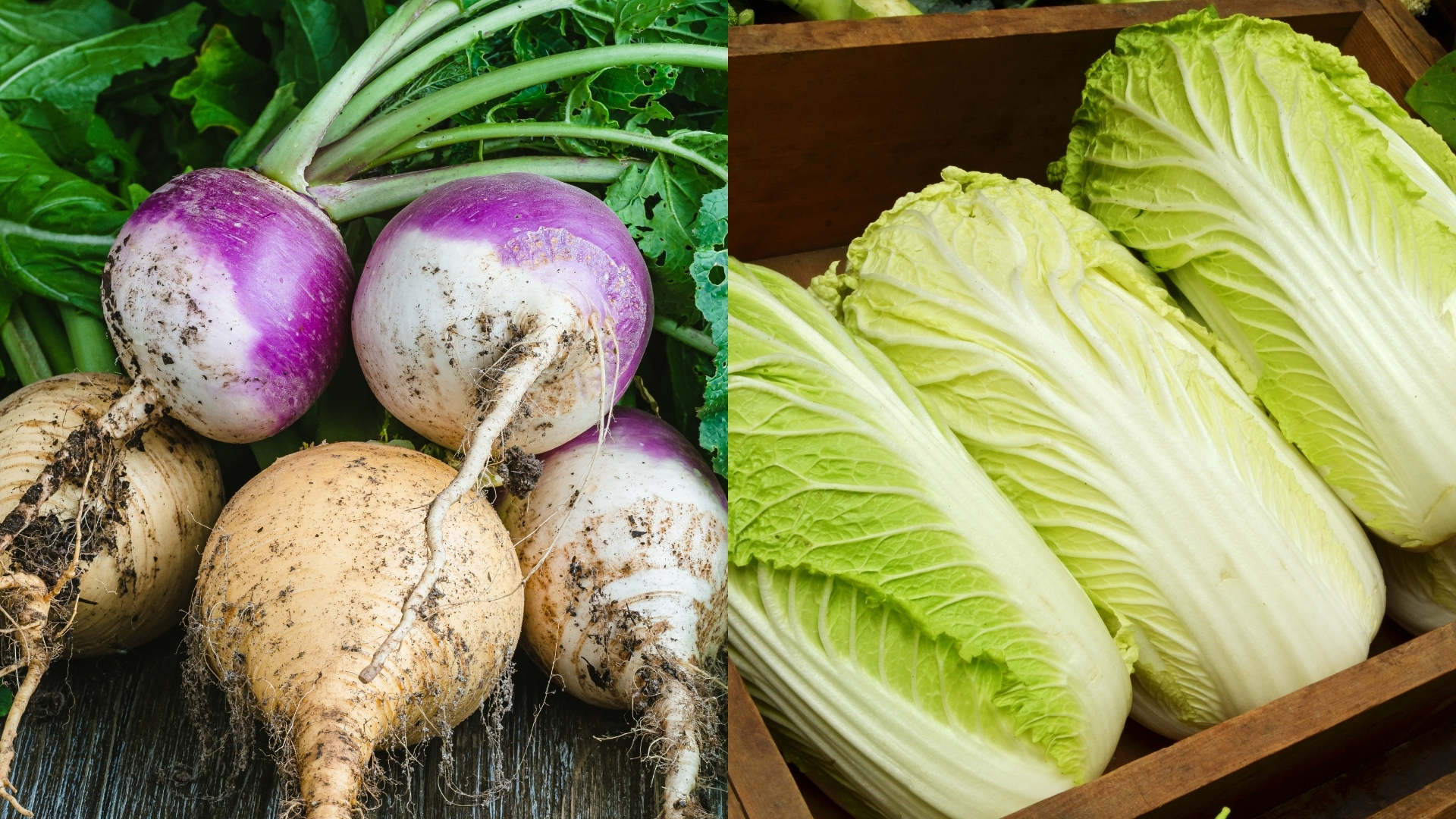 4월 5월에 심기 좋은 작물 열무, 봄 배추