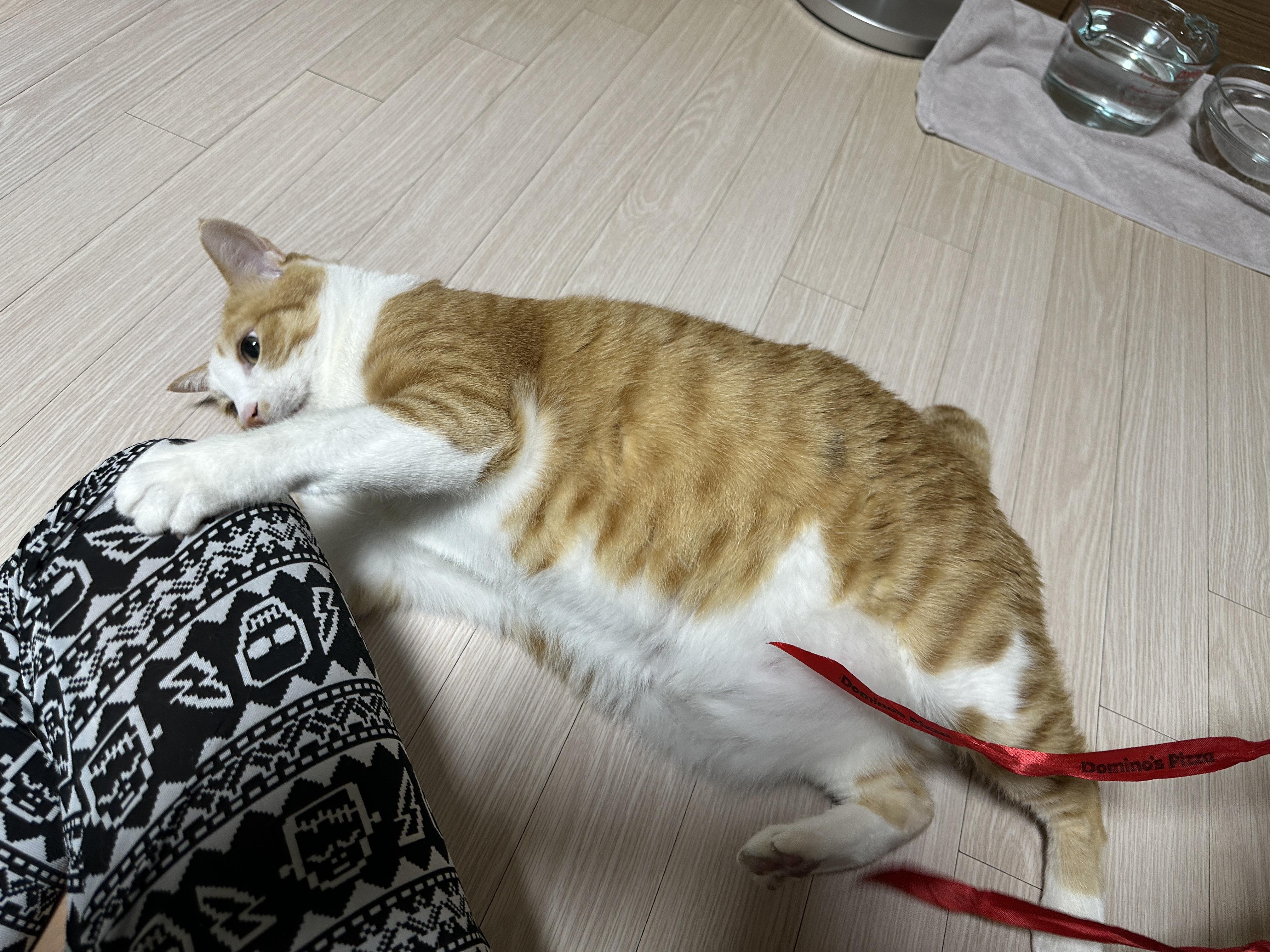 리본-끈-하나로-장난꾸러기로-변해-버린-호야-(feat.-많이-밝아진-다다)