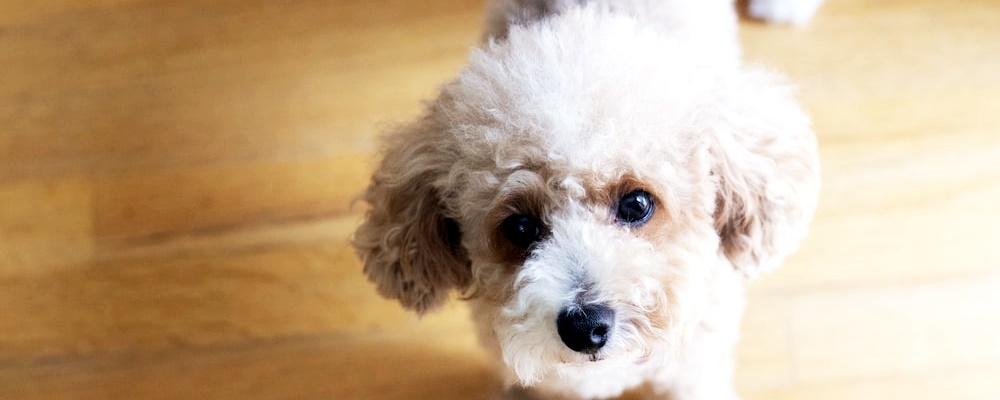 토이푸들 잘 키우는 방법 20