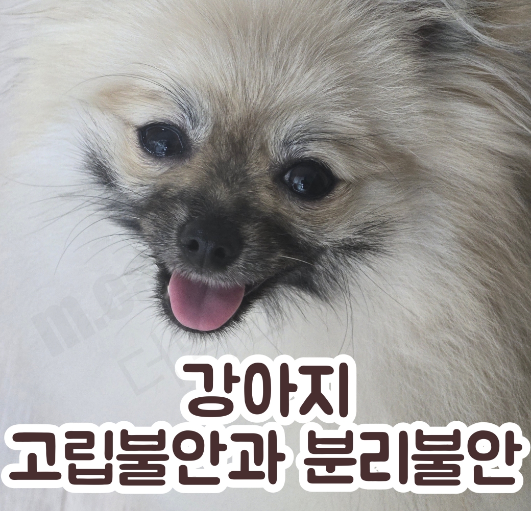 강아지 고립불안과 분리불안