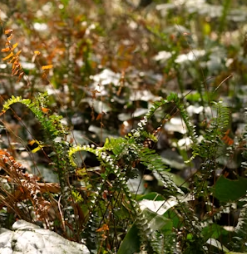 고사리 효능과 부작용 고르는법 칼로리
