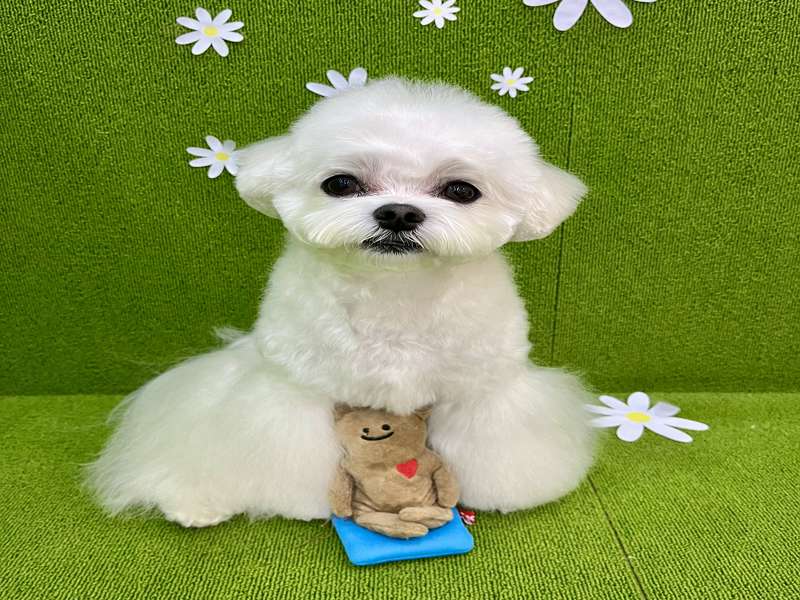 2. 뽀도독 소개