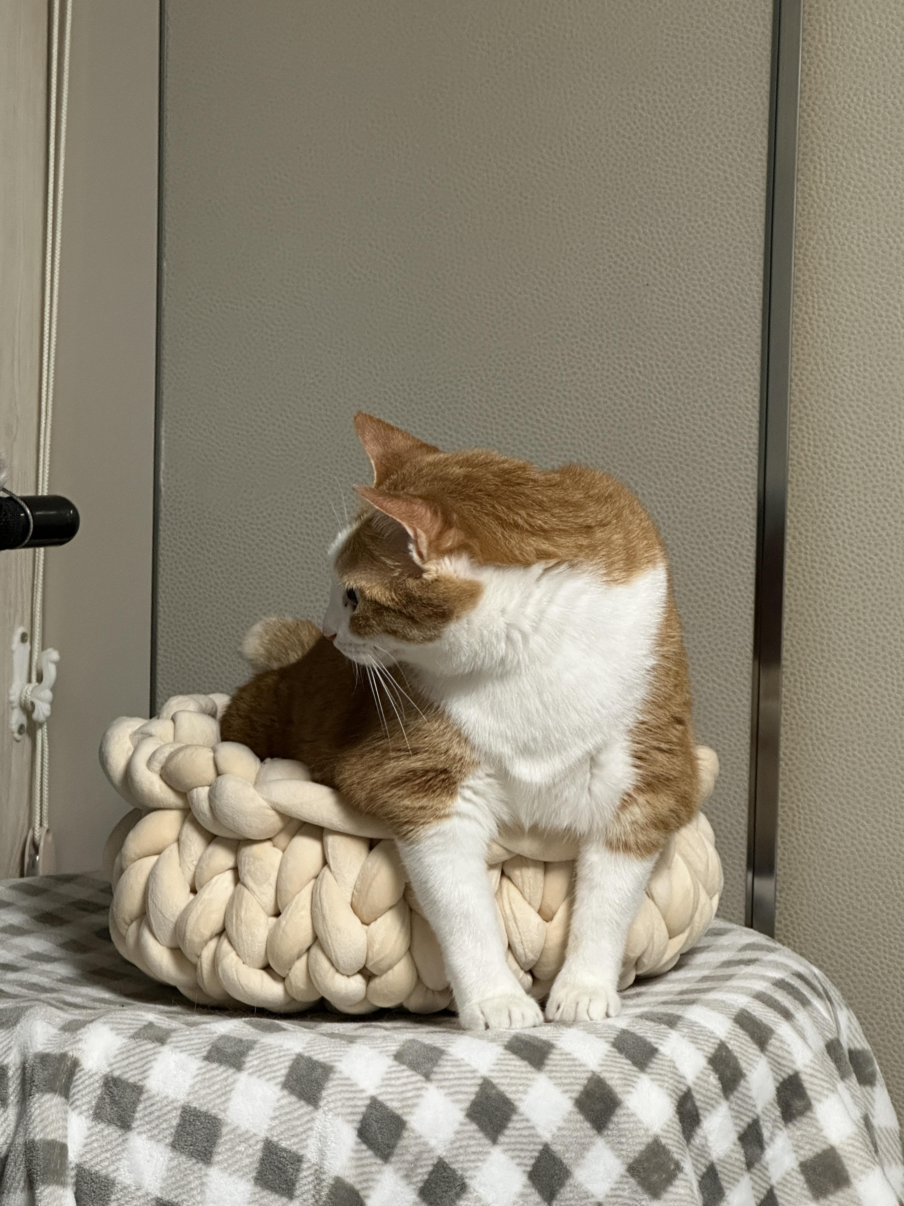 항아리바구니에_앞발을_빼고_들어가서_앉아_있는_치즈냥이_호야_2