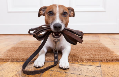 산책준비중인 강아지