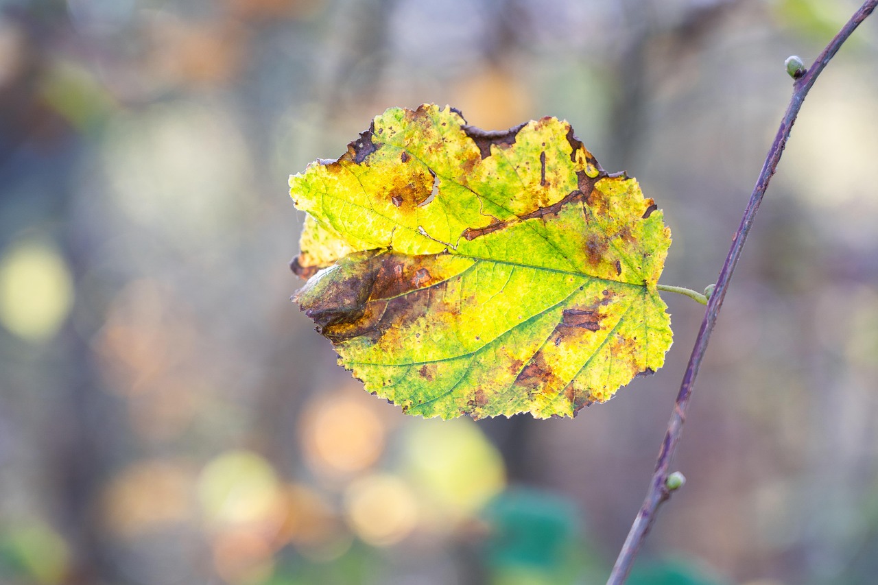 텃밭 작물 응급처치 매뉴얼 (시듦, 병충해, 급속회복)