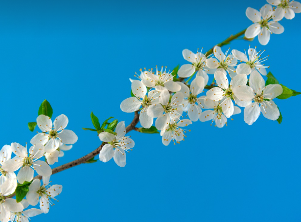 광교 호수공원 벚꽃길