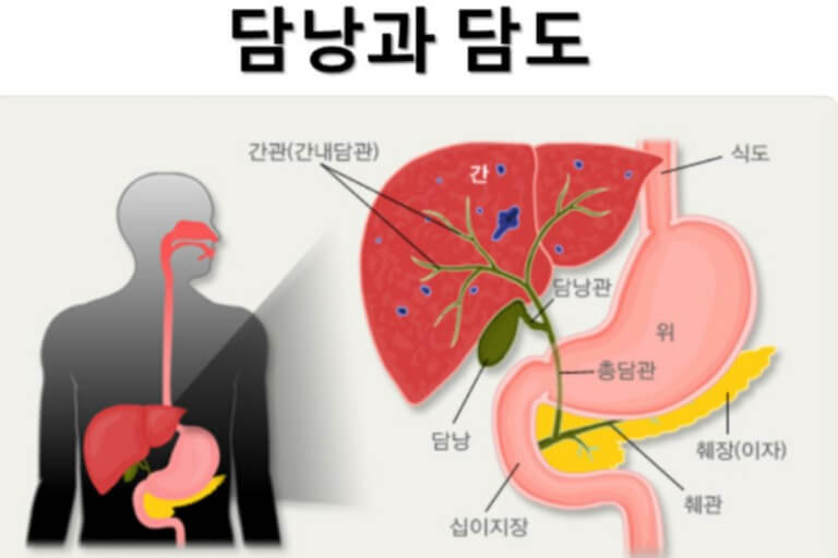 담낭과 담도