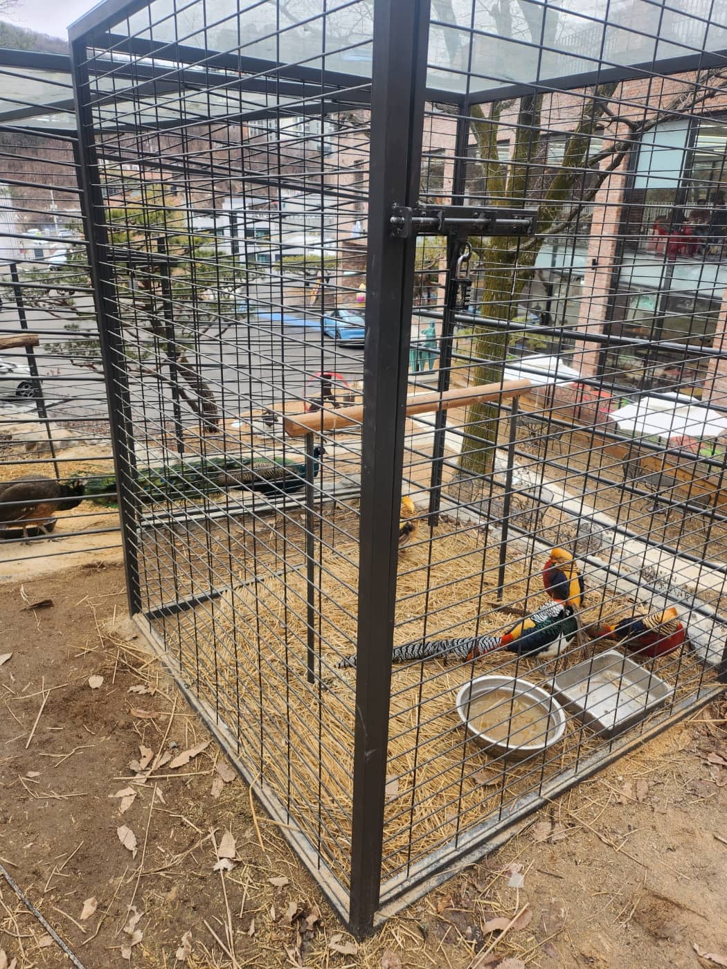 냅인더선샤인 꿩과 공작새