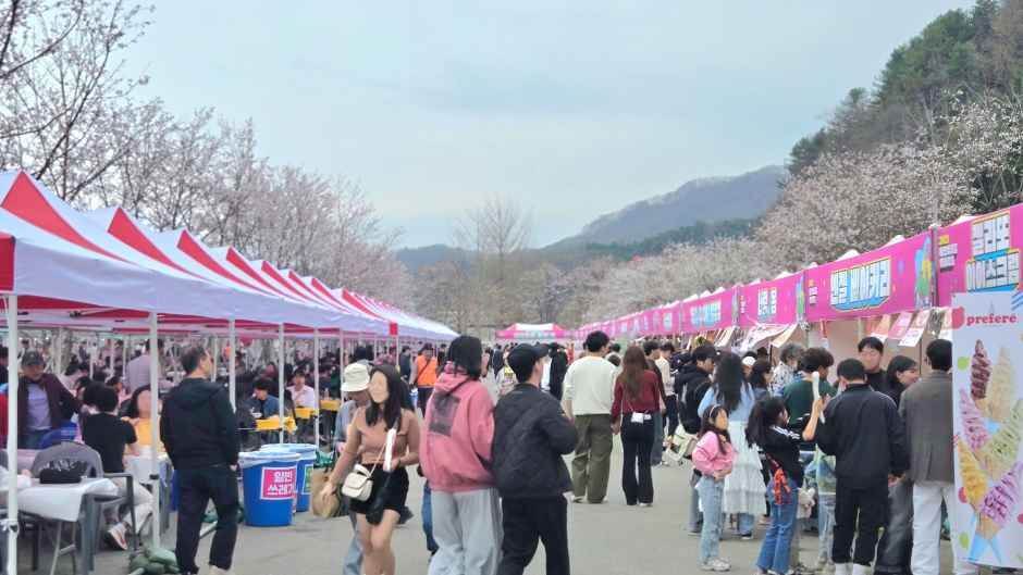 에덴벚꽃길 벚꽃축제 완벽 가이드