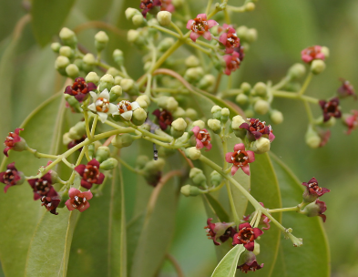 백단향의 대표 효능