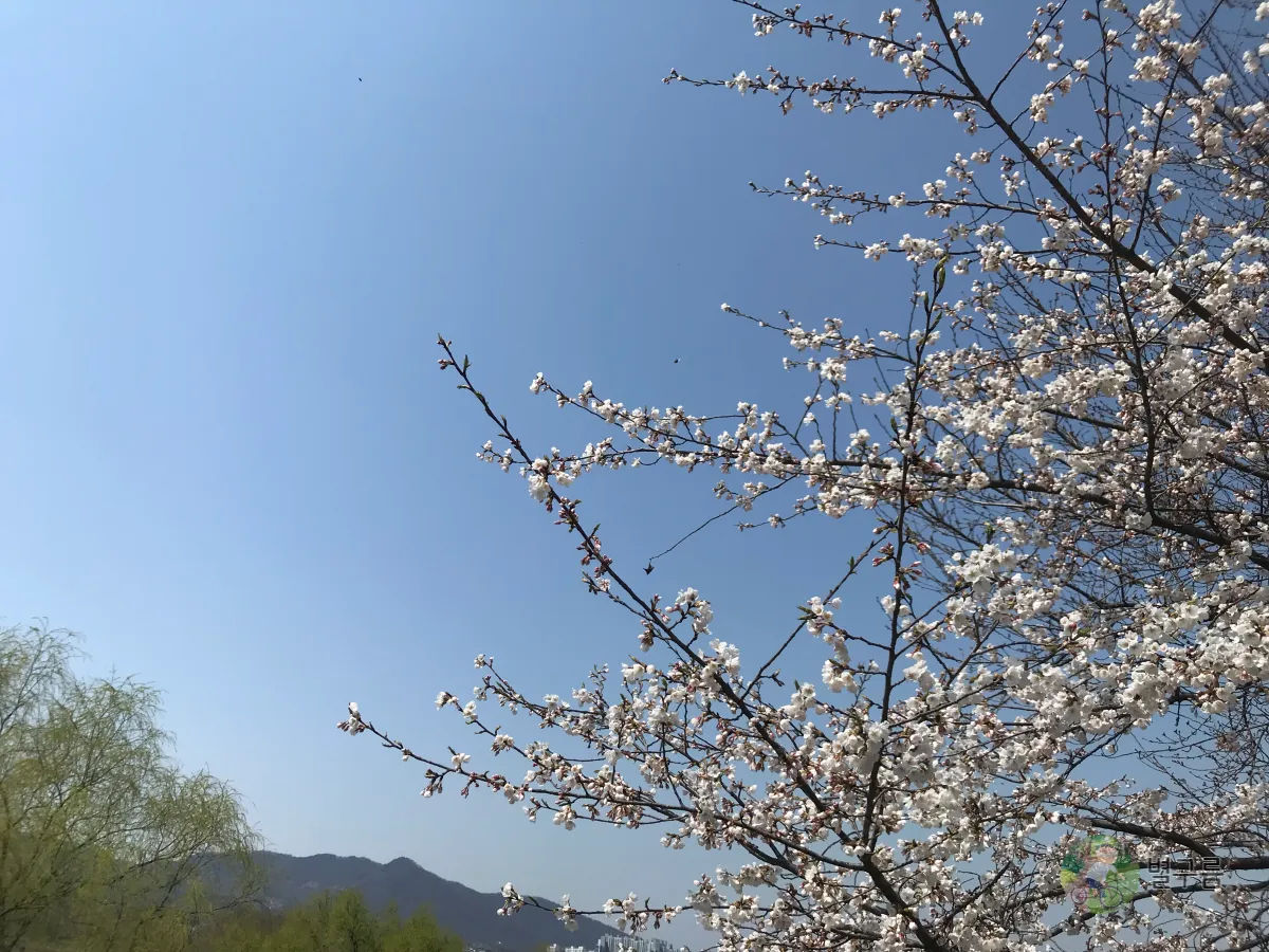 갈산공원-벚꽃