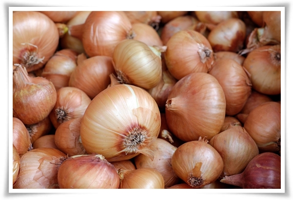 "10월, 양파 심으세요!" 건강한 양파 키우기 완벽 가이드!