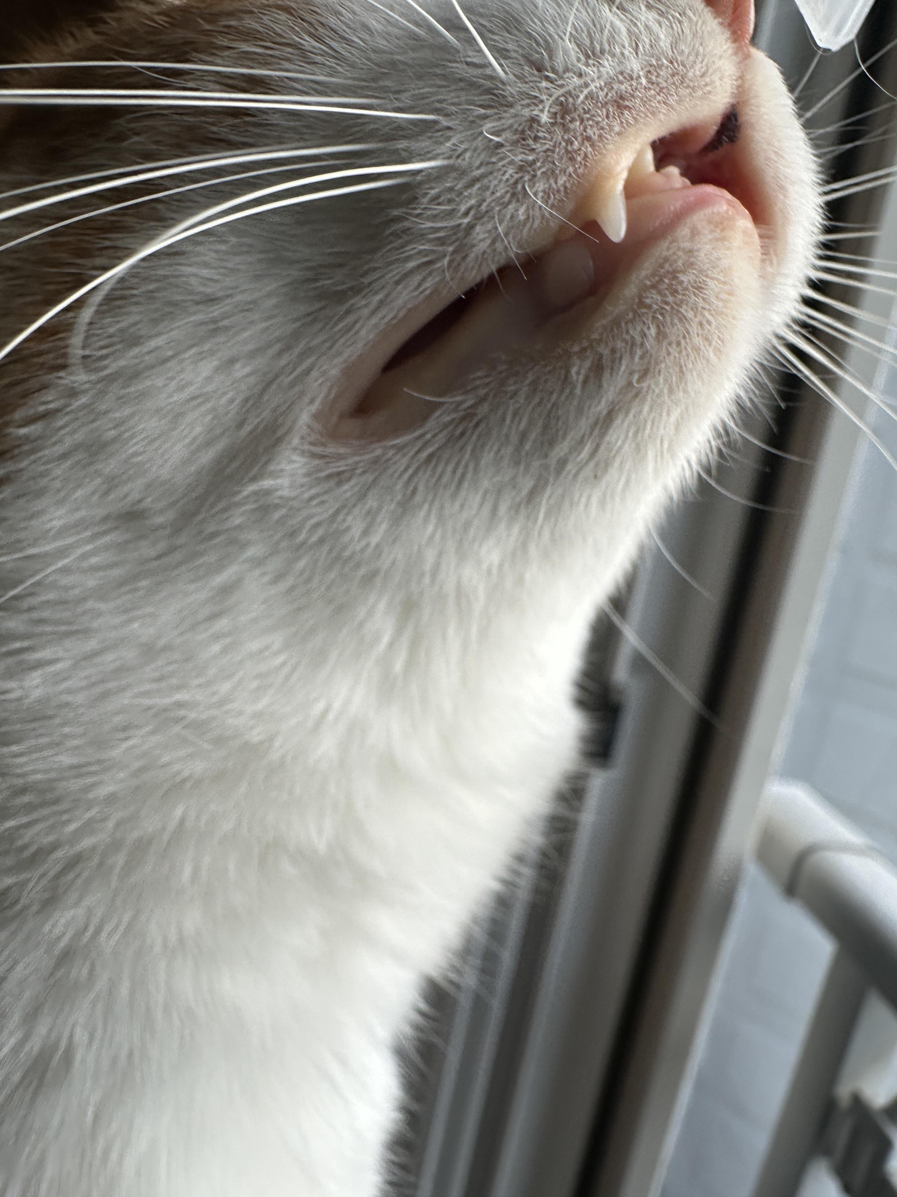 고양이_황달_증상_노란색_입술_3