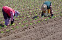 농민수당 신청자격 확인 및 지급 신청