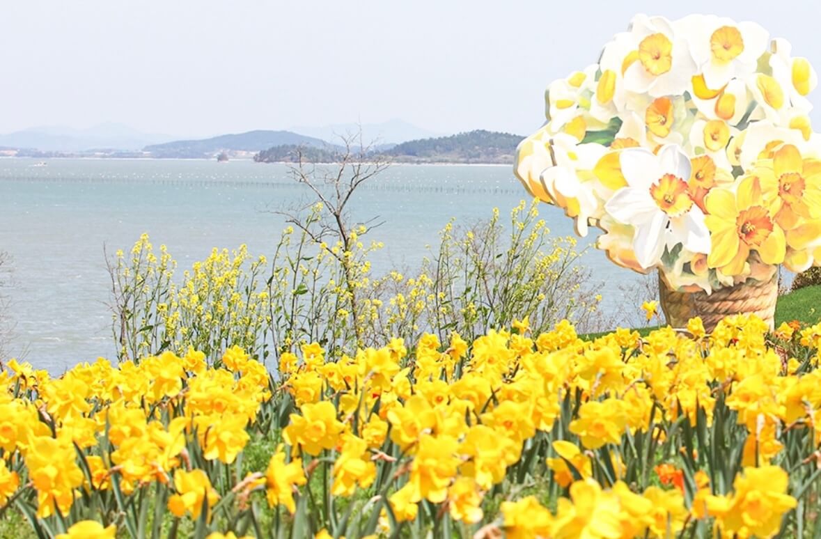 신안 선도 수선화 축제