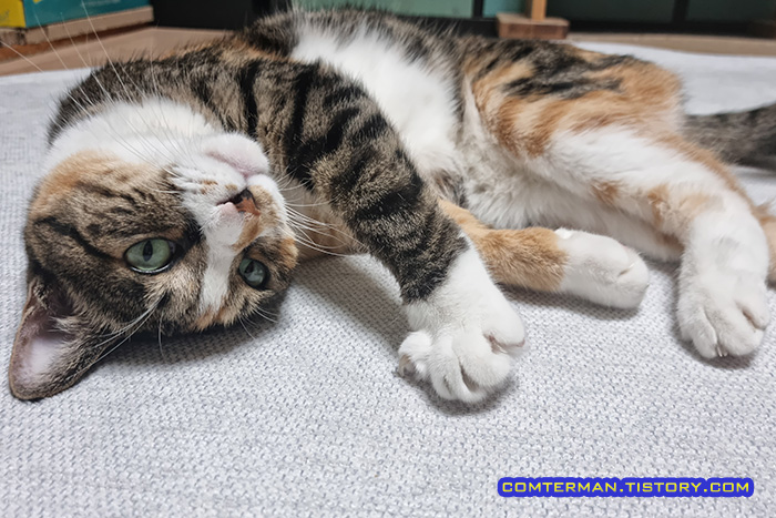 펫코지 펫러그 캣러그 고양이용