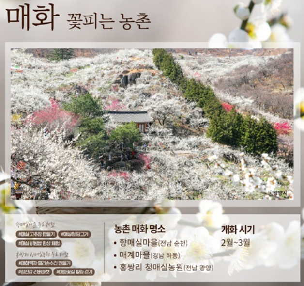 봄꽃 벚꽃개화시기