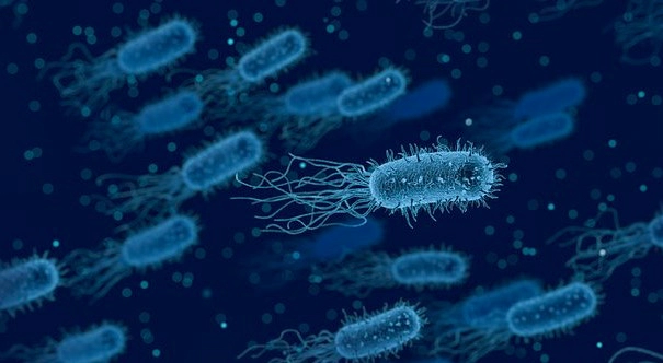 낙산균 효능 부작용 