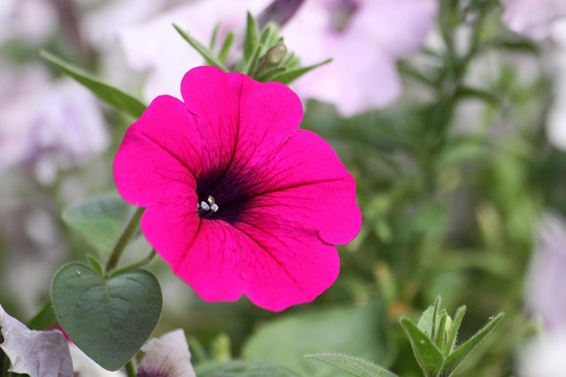 모닝글로리 키우는 법, 향기의 매력, 장식용 활용법