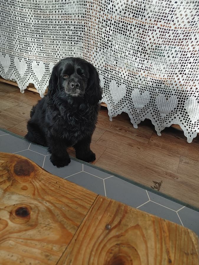 지리산 둘레길 3코스(인월-금계) 산촌민박. 이 녀석은 곰. 네마리 강아지중 유일하게 여기서 태어난 녀석. 처음에는 많이 짖어댔지만 친해진 후에는 식사때마다 내 옆에 앉아 가만히 지켜봐 주었던 녀석